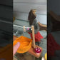 Montessori Mäusehaus | Papoose Toys